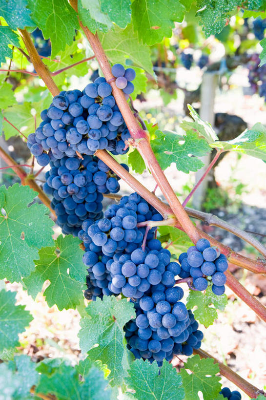 无人,果园,竖图,室外,特写,白天,正面,旅游,度假,美景,田园,植物,葡萄,水果,法国,欧洲,丰富,丰收,朦胧,模糊,新鲜,景观,生食,食品,果实,果树,丰盛,娱乐,树,树木,食物,绿色,自然,享受,休闲,景色,放松,有机食品,绿色食品,生长,成长,自然风光,法兰西共和国,阿基坦,田庄,法兰西第五共和国,丰登,丰硕,亚魁当,吉伦特省,阿基坦大区,园子,吉伦特,山葫芦,蒲桃,草龙珠,彩图