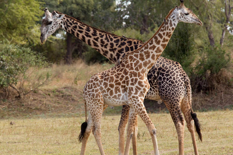 无人,家庭,站,横图,室外,白天,侧面,美景,植物,哺乳动物,长颈鹿,野生动物,非洲,赞比亚,阴影,枯萎,光线,影子,景观,枯草,注视,草,树,树木,黄色,绿色,阳光,自然,动物,观察,看,站着,两只,温暖,温馨,一家人,景色,活泼,生长,成长,观看,和睦,察看,关注,自然风光,赞比亚共和国,站立,半身,彩图,融洽