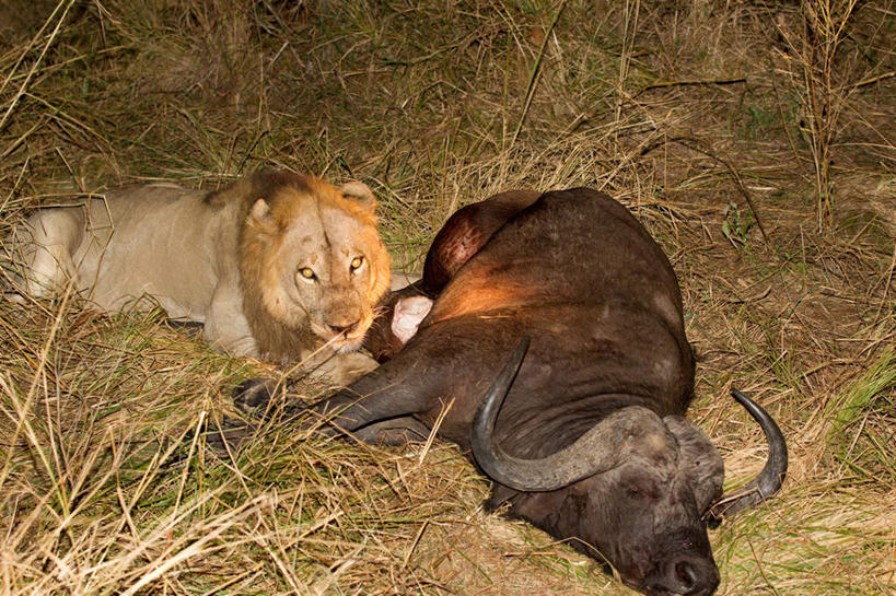 无人,闭眼,吃,横图,俯视,室外,夜晚,美景,植物,哺乳动物,牛,野生动物,狮子,非洲,赞比亚,一头,枯萎,景观,枯草,注视,草,黄色,自然,动物,观察,看,趴着,景色,观看,死亡,察看,关注,自然风光,凶猛,非洲水牛,殒命,灭亡,赞比亚共和国,残暴,凶残,水牛,闭眼睛,闭着眼,闭着眼睛,嚼,趴,食,半身,彩图,高角度拍摄,非洲野牛