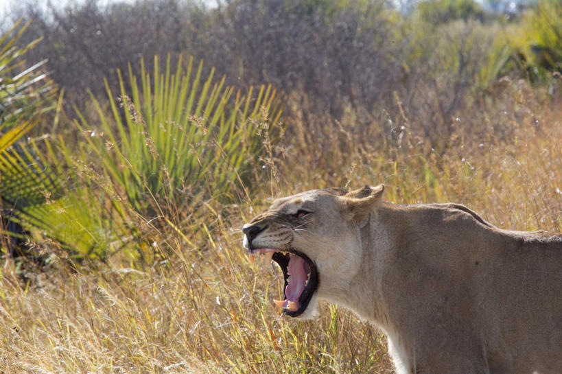 无人,站,闭眼,横图,室外,白天,侧面,美景,植物,哺乳动物,野生动物,狮子,非洲,南非,一头,咆哮,阴影,枯萎,光线,影子,景观,枯草,草,树,树木,黄色,绿色,阳光,自然,动物,站着,景色,生长,成长,自然风光,凶猛,怒吼,呼啸,阿非利加洲,南非共和国,狂嗥,残暴,凶残,闭眼睛,闭着眼,闭着眼睛,站立,半身,彩图