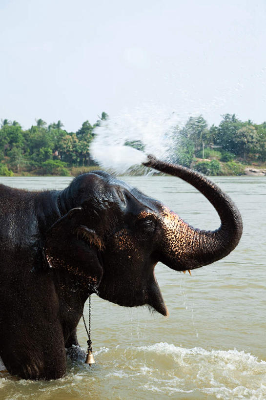 无人,站,竖图,室外,白天,侧面,旅游,度假,河流,美景,森林,树林,水,植物,哺乳动物,大象,野生动物,印度,亚洲,阴影,飞溅,溅,光线,液体,影子,河水,景观,水滴,水流,注视,娱乐,水珠,树,树木,一只,蓝色,绿色,蓝天,天空,阳光,自然,动物,天,观察,看,站着,张嘴,享受,休闲,景色,放松,生长,晴朗,成长,观看,察看,关注,喷洒,自然风光,南亚,亚洲象,张大嘴巴,万里无云,卡纳塔克邦,印度共和国,卡纳塔克,贝拉里,亨比,亨比古迹群,晴空,晴空万里,张开嘴,象,站立,半身,彩图