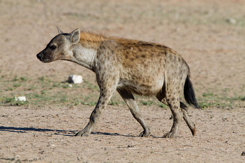 无人,走,横图,室外,白天,侧面,旅游,度假,草地,美景,沙漠,植物,狗,野生动物,非洲,阴影,光线,影子,景观,注视,娱乐,草,一只,绿色,阳光,自然,动物,观察,看,享受,休闲,景色,放松,观看,察看,关注,自然风光,凶猛,鬣狗,阿非利加洲,斑点土狼,斑鬣狗,残暴,凶残,大漠,砂漠,步行,散步,走路,彩图,全身