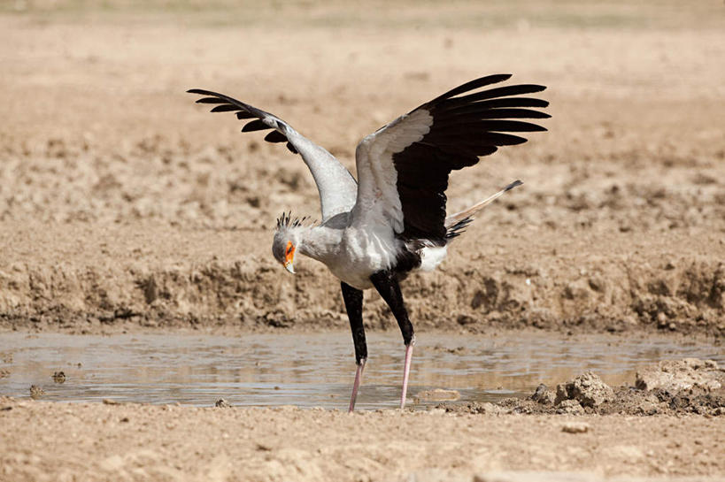 无人,站,横图,室外,白天,正面,旅游,度假,河流,美景,沙漠,水,鸟,野生动物,非洲,伸展,张开,展翅,阴影,光线,翅膀,鸟类,影子,河水,景观,水流,注视,娱乐,一只,阳光,自然,动物,低头,观察,看,站着,享受,休闲,景色,放松,观看,察看,关注,自然风光,凶猛,张开翅膀,垂头,阿非利加洲,鹭鹰,秘书鸟,蛇鹫,展开翅膀,残暴,凶残,大漠,砂漠,站立,彩图,全身