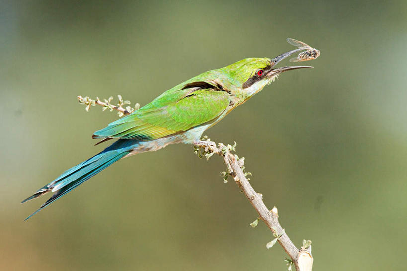 无人,吃,横图,俯视,室外,特写,白天,旅游,度假,美景,植物,蜂鸟,鸟,蜜蜂,非洲,朦胧,模糊,鸟类,昆虫,景观,枝条,注视,停留,娱乐,树,树木,树枝,一只,自然,动物,观察,看,享受,休闲,景色,放松,观看,停止,察看,关注,自然风光,益虫,阿非利加洲,蜂虎,逗留,停顿,虬枝,枝杈,燕尾蜂虎,嚼,食,彩图,高角度拍摄,全身