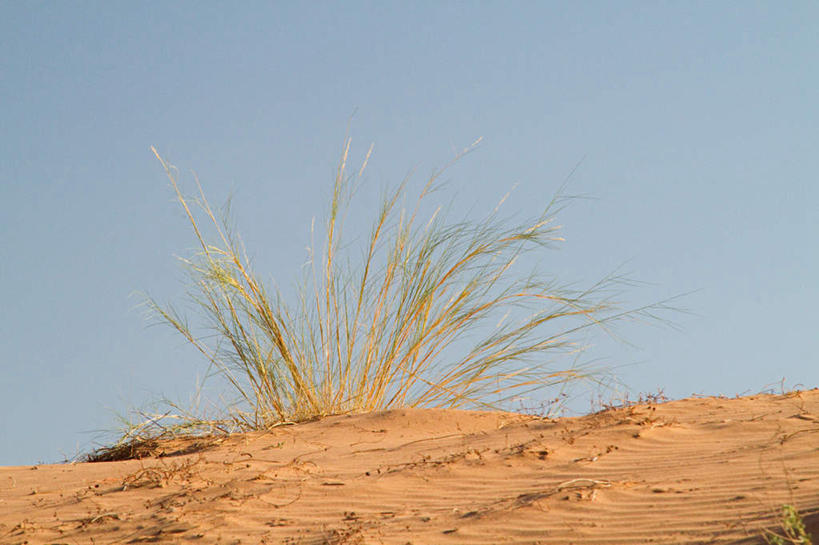 无人,横图,室外,白天,正面,旅游,度假,草地,美景,沙漠,植物,非洲,阴影,光线,影子,景观,娱乐,草,蓝色,绿色,蓝天,天空,阳光,自然,天,享受,休闲,景色,放松,晴朗,自然风光,万里无云,喀拉哈里沙漠,阿非利加洲,卡拉哈里沙漠,大漠,砂漠,晴空,晴空万里,彩图