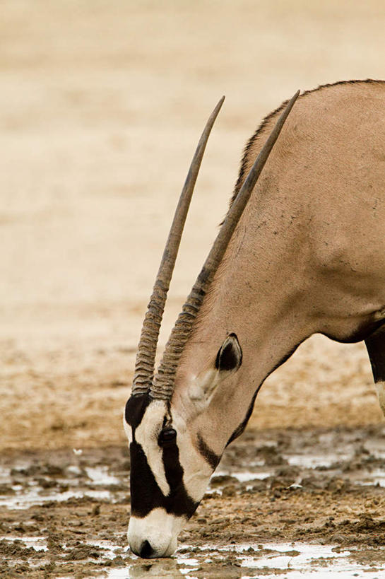 无人,站,竖图,室外,白天,侧面,旅游,度假,河流,美景,沙漠,水,野生动物,羊,非洲,喝,羚羊,河水,景观,水流,注视,娱乐,一只,自然,动物,低头,观察,看,站着,享受,休闲,景色,放松,可爱,活泼,观看,察看,关注,自然风光,长角羚,垂头,阿非利加洲,白长角羚,大漠,砂漠,站立,半身,彩图