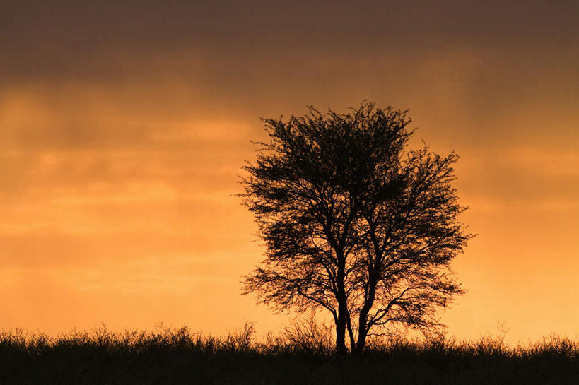 无人,横图,室外,白天,正面,旅游,度假,草地,草坪,美景,日落,沙漠,植物,非洲,景观,晚霞,霞光,落日,背光,娱乐,草,树,树木,绿色,自然,黄昏,享受,休闲,景色,彩霞,放松,生长,成长,自然风光,逆光,喀拉哈里沙漠,阿非利加洲,夕照,薄暮,卡拉哈里沙漠,大漠,砂漠,夕阳,彩图,傍晚,斜阳