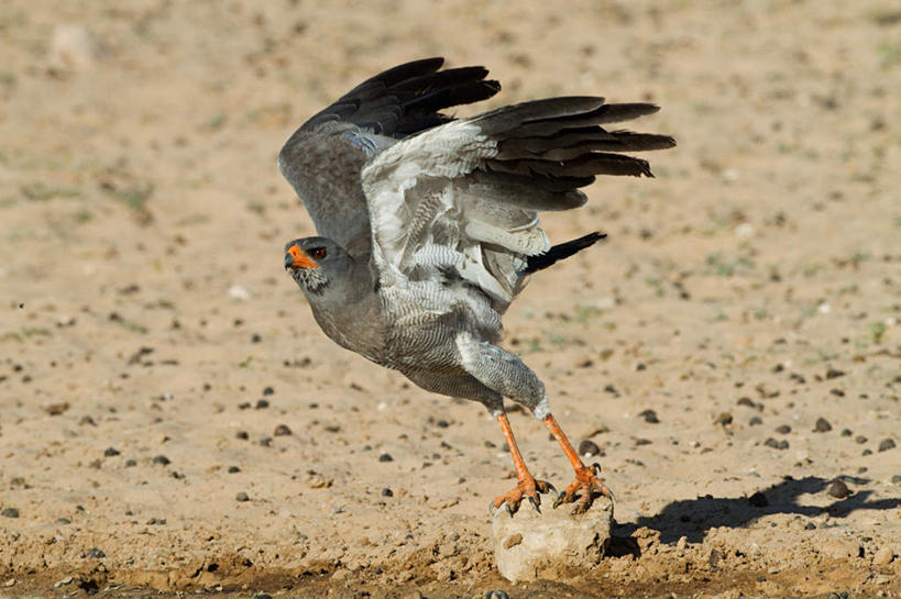 无人,横图,室外,白天,侧面,旅游,度假,石头,美景,沙漠,苍鹰,鸟,野生动物,鹰,非洲,飞翔,伸展,张开,展翅,阴影,飞行,光线,翅膀,鸟类,石子,影子,景观,翱翔,注视,娱乐,飞舞,一只,阳光,自然,动物,观察,看,享受,休闲,景色,放松,观看,察看,关注,自然风光,凶猛,张开翅膀,阿非利加洲,遨游,漫游,黄鹰,展开翅膀,残暴,凶残,大漠,砂漠,石块,元鹰,牙鹰,彩图,全身