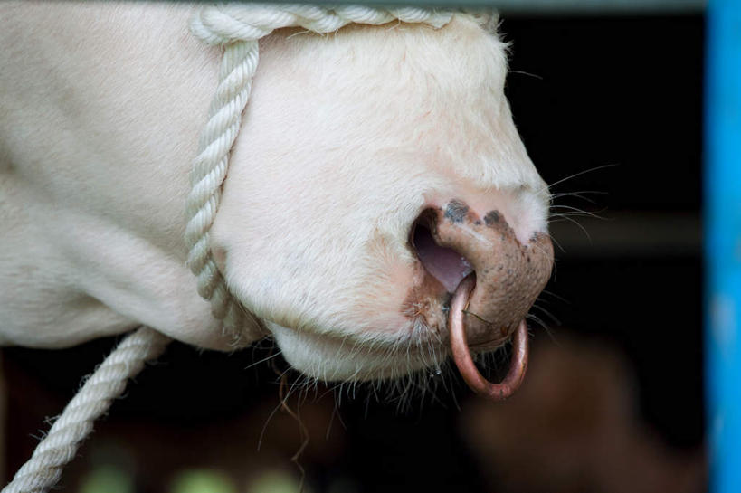 鼻子,无人,农场,横图,室外,特写,白天,正面,畜牧业,牧场,牛,朦胧,模糊,装饰品,一只,白色,动物,绳子,饰品,首饰,家畜,牲畜,绳索,鼻钉,畜牧,牧业,肉牛,肉用牛,鼻,鼻孔,半身,彩图,赫里福德牛