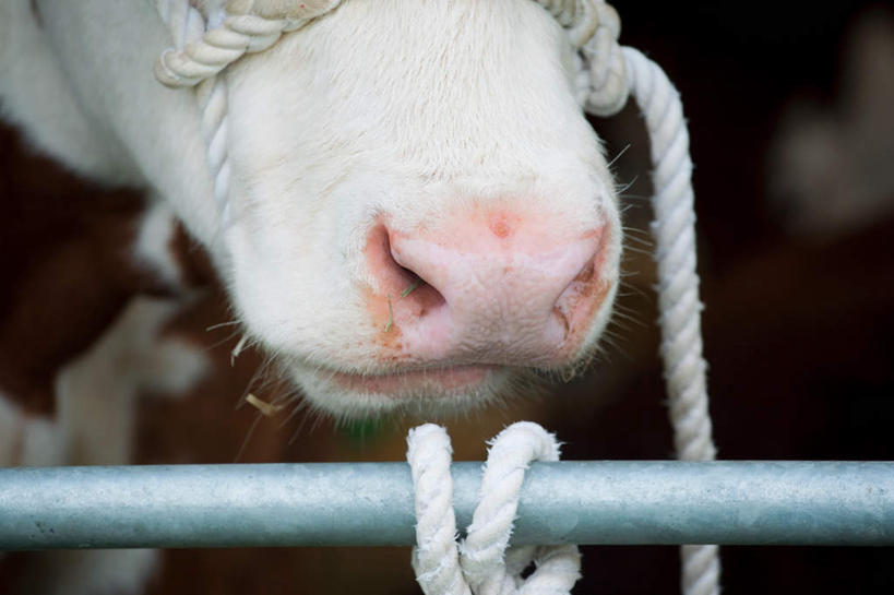 鼻子,无人,农场,栏杆,横图,室外,特写,白天,正面,畜牧业,牧场,牛,朦胧,模糊,围栏,护栏,一只,白色,动物,绳子,家畜,牲畜,绳索,鼻钉,畜牧,牧业,肉牛,肉用牛,鼻,鼻孔,半身,彩图,赫里福德牛