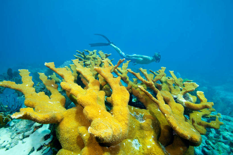 游泳,西方人,一个人,横图,室外,白天,侧面,锻炼,运动,海底,水下,海浪,海洋,美景,欧洲,美国,欧洲人,仅一个男性,仅一个人,阴影,服装,光线,影子,景观,浪花,水底,注视,海洋生物,无脊椎动物,仅一个年轻男性,衣服,阳光,自然,海水,观察,看,蛙鞋,景色,海底世界,潜水服,潜水,服饰,观看,脚蹼,腔肠动物,察看,北美,北美洲,衣着,硬珊瑚,穿着,关注,自然风光,美洲,潜水装备,海景,佛罗里达,佛罗里达州,佛州,阳光州,浮潜,北亚美利加洲,亚美利加洲,潜水运动,衣饰,珊瑚虫,佛罗里达半岛,体育,男人,男性,年轻男性,白种人,大海,风浪,海,海床,海水的波动,近岸浪,涌浪,彩图,全身,健身,湿式潜水服,佛罗里达群岛