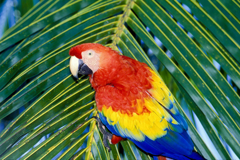 无人,站,横图,室外,特写,白天,正面,美景,植物,鸟,鹦鹉,叶子,羽毛,洪都拉斯,阴影,轻盈,柔软,光线,鸟类,纹理,影子,景观,绿叶,注视,一只,绿色,阳光,自然,动物,观察,看,站着,嫩叶,景色,可爱,活泼,观看,察看,金刚鹦鹉,北美,北美洲,关注,自然风光,美洲,棕榈叶,肌理,轻柔,北亚美利加洲,亚美利加洲,绯红金刚鹦鹉,红黄金刚鹦鹉,五彩金刚鹦鹉,观赏鸟,洪都拉斯共和国,叶,叶片,叶脉,站立,半身,彩图