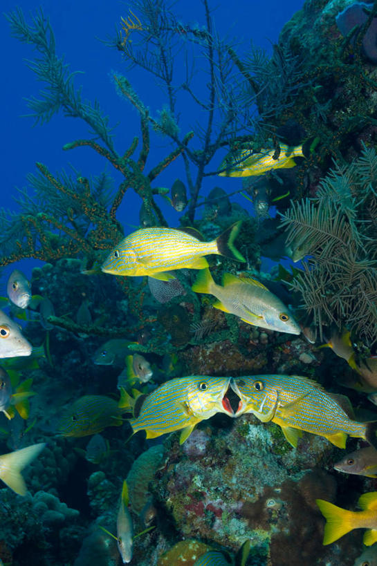 游泳,无人,竖图,室外,白天,仰视,海底,水下,海浪,海洋,美景,英国,欧洲,许多,阴影,光线,鱼,影子,景观,浪花,水底,注视,鱼类,海洋生物,阳光,自然,海水,观察,看,景色,海底世界,观看,管口鱼,察看,开曼群岛,西欧,关注,自然风光,水生动物,大不列颠,水生物,海景,海底动物,大不列颠及北爱尔兰联合王国,泅水,大不列颠联合王国,日不落英帝国,凯门群岛,拍浮,开曼岛,辐鳍鱼,中国管口鱼,中华管口鱼,大海,风浪,海,海床,海水的波动,近岸浪,涌浪,半身,彩图,低角度拍摄