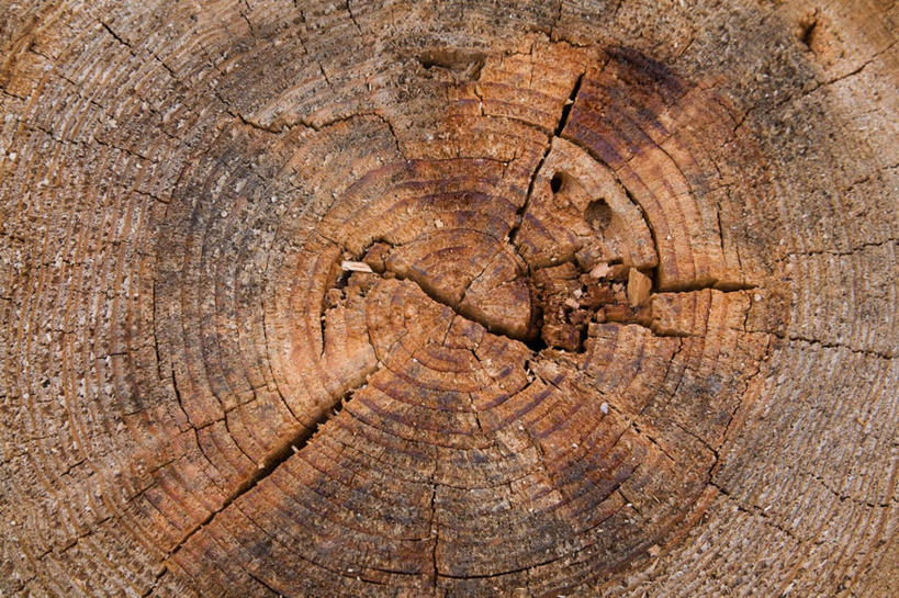 无人,横图,室内,特写,白天,正面,阴影,反射,影子,圆环,圆圈,树桩,年轮,树,树干,木桩,年龄,环状,横截面,剖面,周期,年数,截面,截面图形,彩图