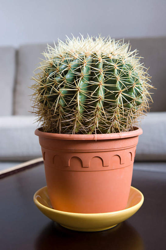 无人,客厅,竖图,室内,特写,白天,正面,植物,沙发,桌子,仙人球,木制,盆栽,草药,盆景,茶几,中药,一个,绿色,自然,木制品,生长,单个,成长,起居室,药材,中草药,布艺沙发,中药材,本草,客堂,草球,长盛球,彩图