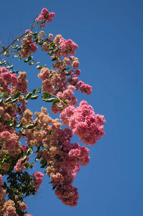 无人,竖图,室外,特写,白天,仰视,旅游,度假,美景,植物,希腊,欧洲,阴影,盛开,光线,影子,景观,枝条,花蕾,娱乐,花,花瓣,花朵,鲜花,树,树木,树枝,红色,蓝色,绿色,蓝天,天空,阳光,自然,天,花苞,花蕊,享受,休闲,景色,放松,生长,晴朗,成长,自然风光,希腊共和国,万里无云,虬枝,枝杈,爱奥尼亚群岛,伊奥尼亚群岛,扎金索斯,扎金索斯岛,晴空,晴空万里,彩图,低角度拍摄