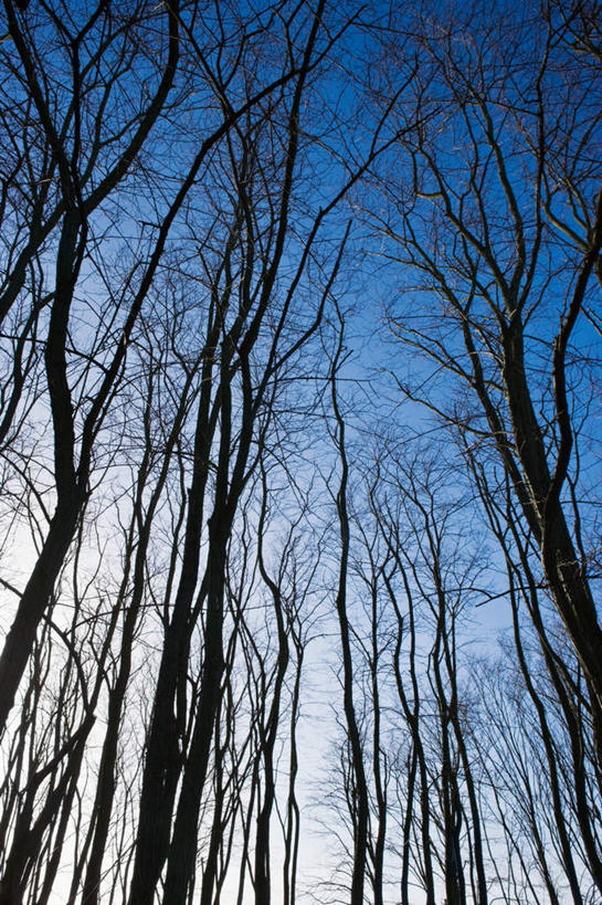 无人,竖图,室外,白天,仰视,旅游,度假,美景,植物,华盛顿,美国,朦胧,模糊,景观,枝条,娱乐,树,树木,树枝,蓝色,蓝天,天空,自然,天,享受,休闲,景色,放松,晴朗,北美,北美洲,自然风光,美洲,华盛顿州,西雅图,万里无云,常绿之州,常青州,北亚美利加洲,亚美利加洲,绿宝石城,翡翠之城,雨城,常绿之城,阿拉斯加门户,女王之城,喷气机之城,常青城,虬枝,枝杈,晴空,晴空万里,彩图,低角度拍摄