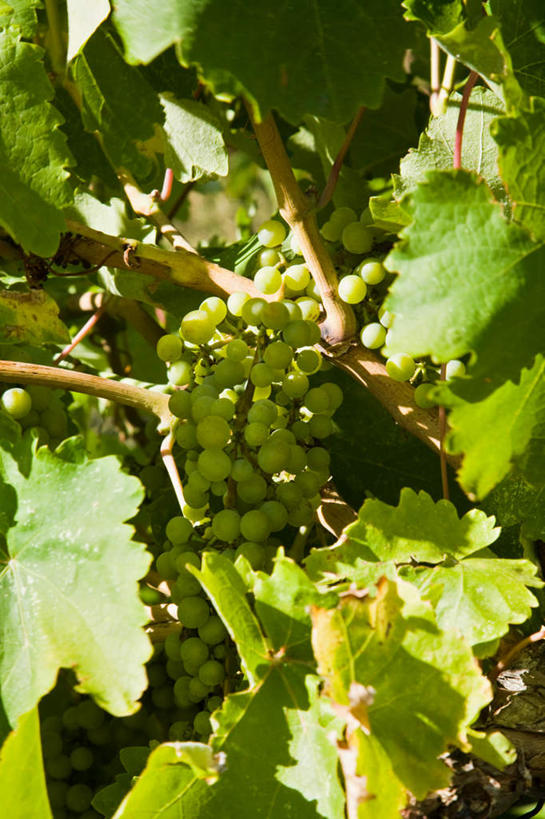 无人,果园,竖图,俯视,室外,特写,白天,旅游,度假,美景,田园,葡萄,水果,叶子,希腊,欧洲,朦胧,模糊,新鲜,景观,生食,食品,果实,绿叶,娱乐,葡萄园,食物,自然,庄园,享受,休闲,嫩叶,景色,放松,有机食品,绿色食品,自然风光,希腊共和国,爱奥尼亚群岛,伊奥尼亚群岛,扎金索斯,扎金索斯岛,叶,叶片,山葫芦,蒲桃,草龙珠,彩图,高角度拍摄