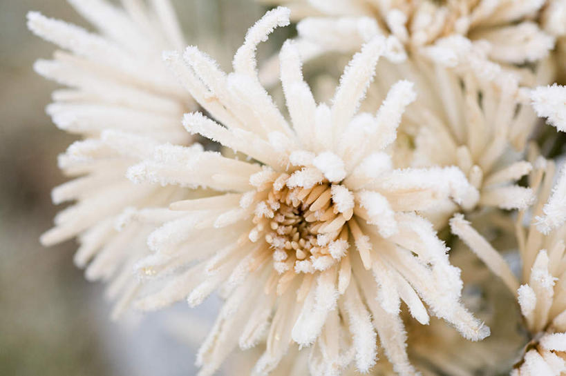 无人,横图,室外,特写,白天,正面,美景,雪,大雪,美国,朦胧,模糊,盛开,积雪,景观,雪景,冬季,冬天,首都,花蕾,花,花瓣,花朵,鲜花,自然,花苞,花蕊,景色,寒冷,北美,北美洲,自然风光,美洲,华盛顿特区,华盛顿哥伦比亚特区,华府,北亚美利加洲,亚美利加洲,严寒,彩图