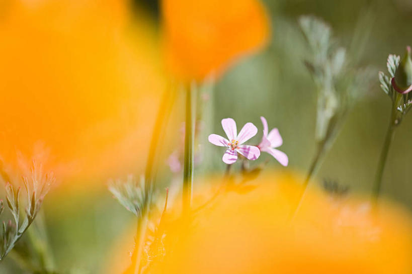 无人,横图,室外,特写,白天,正面,美景,美国,阴影,朦胧,模糊,盛开,光线,影子,景观,花蕾,花,花瓣,花朵,鲜花,阳光,自然,花苞,花蕊,景色,北美,北美洲,自然风光,美洲,俄勒冈州,俄勒冈,北亚美利加洲,亚美利加洲,落日之州,水獭之州,海狸州,彩图