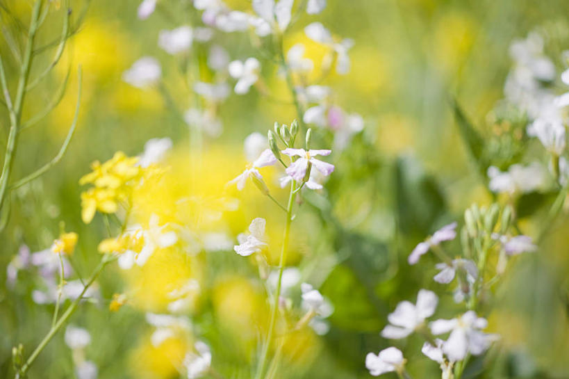 无人,横图,室外,特写,白天,正面,美景,美国,阴影,朦胧,模糊,盛开,光线,影子,景观,花蕾,花,花瓣,花朵,鲜花,阳光,自然,花苞,花蕊,景色,北美,北美洲,自然风光,美洲,俄勒冈州,俄勒冈,北亚美利加洲,亚美利加洲,落日之州,水獭之州,海狸州,彩图
