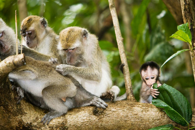 无人,坐,横图,室外,特写,白天,仰视,旅游,度假,美景,树林,植物,哺乳动物,猴,野生动物,猴子,马来西亚,亚洲,四只,朦胧,模糊,景观,枝条,注视,娱乐,树,树木,树枝,绿色,自然,动物,观察,看,享受,休闲,景色,放松,可爱,东南亚,活泼,生长,成长,观看,察看,关注,自然风光,长尾猴,婆罗洲,加里曼丹岛,婆罗洲岛,虬枝,枝杈,马来西亚联邦,坐着,彩图,低角度拍摄,全身