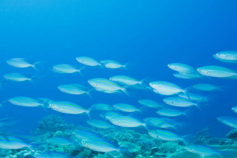 游泳,无人,横图,室外,白天,仰视,旅游,度假,海底,水下,海浪,海洋,美景,马来西亚,亚洲,一群,许多,鱼,景观,浪花,水底,很多,注视,娱乐,鱼类,海洋生物,自然,海水,观察,看,享受,休闲,景色,放松,海底世界,东南亚,观看,察看,关注,自然风光,水生动物,水生物,海景,海底动物,婆罗洲,泅水,加里曼丹岛,婆罗洲岛,拍浮,马来西亚联邦,沙巴州,沙巴,大海,风浪,海,海床,海水的波动,近岸浪,涌浪,半身,彩图,低角度拍摄