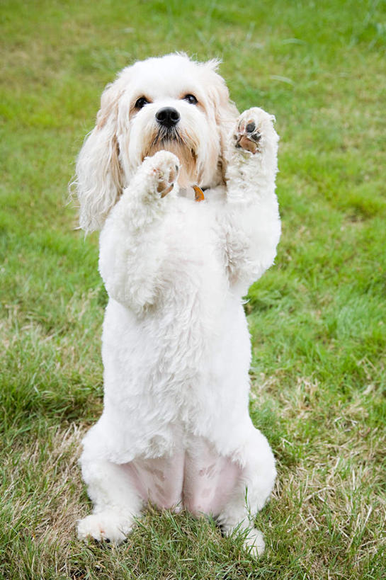 无人,站,竖图,室外,白天,正面,草地,草坪,植物,宠物,狗,注视,狮子狗,草,一只,绿色,白色,动物,观察,看,站着,可爱,观看,察看,关注,西施犬,忠诚,赛珠犬,狮子犬,西施狗,犬,站立,彩图,全身