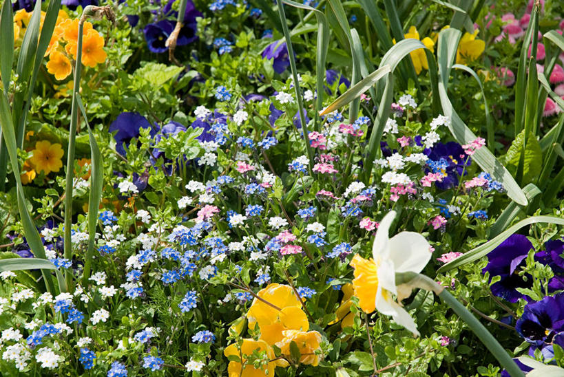 无人,横图,俯视,彩色,室外,特写,白天,爱情,旅游,度假,陶醉,花海,花圃,美景,植物,水仙花,勿忘我,叶子,阴影,盛开,光线,影子,景观,花蕾,娱乐,花,花瓣,花朵,花卉,鲜花,绿色,阳光,自然,花丛,花束,花田,花苞,花蕊,享受,休闲,景色,放松,自然风光,记忆,金盏银台,玉玲珑,女史花,雅蒜,天蒜,敬意,自恋,凌波仙子,水仙,天葱,星辰花,勿忘草,斯太菊,矶松,彩图,高角度拍摄