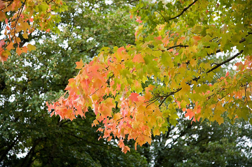 无人,横图,室外,白天,仰视,旅游,度假,美景,树林,植物,美国,景观,娱乐,树,树木,绿色,自然,享受,休闲,景色,放松,生长,成长,北美,北美洲,自然风光,美洲,俄勒冈州,俄勒冈,北亚美利加洲,亚美利加洲,落日之州,水獭之州,海狸州,彩图,低角度拍摄