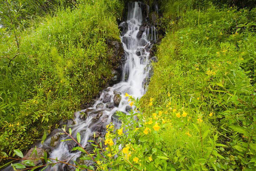 无人,横图,俯视,室外,白天,旅游,度假,草地,草坪,花海,花圃,河流,石头,美景,瀑布,水,植物,叶子,美国,飞溅,盛开,溅,石子,液体,河水,景观,水滴,水流,花蕾,娱乐,水珠,草,花,花瓣,花朵,花卉,鲜花,黄色,绿色,小溪,自然,花丛,花束,花田,溪水,花苞,花蕊,享受,休闲,景色,放松,北美,北美洲,喷洒,自然风光,美洲,俄勒冈州,沉积岩,俄勒冈,北亚美利加洲,亚美利加洲,落日之州,水獭之州,海狸州,水成岩,跌水,石块,岩石,彩图,高角度拍摄
