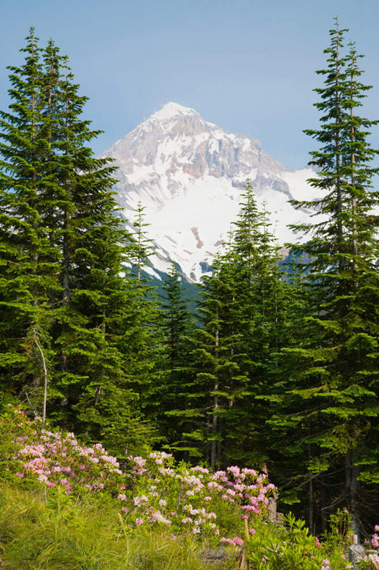 无人,竖图,室外,白天,正面,旅游,度假,草地,草坪,石头,美景,山,雪,雪山,植物,大雪,杜鹃花,美国,阴影,盛开,光线,石子,影子,冰,积雪,景观,山顶,山峰,雪景,云,云朵,冬季,冬天,杜鹃,山峦,花蕾,云彩,娱乐,草,花,花瓣,花朵,鲜花,树,树木,蓝色,绿色,白云,蓝天,天空,阳光,自然,天,花苞,花蕊,享受,休闲,景色,放松,寒冷,生长,晴朗,成长,喜悦,冰冷,北美,北美洲,克制,自然风光,美洲,俄勒冈州,俄勒冈,红杜鹃,满山红,清明花,清时,山踯躅,红踯躅,北亚美利加洲,亚美利加洲,严寒,冰凉,节制,酷寒,凛冽,凛凛,极冷,落日之州,水獭之州,海狸州,欣喜,颠峰,极峰,山石榴,映山红,石块,岩石,晴空,彩图