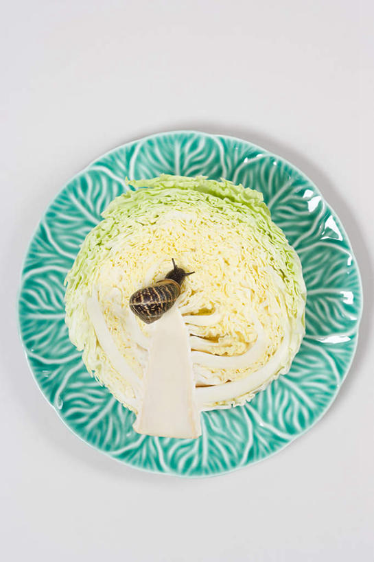 无人,竖图,俯视,室内,特写,白天,白色背景,餐桌,桌子,蔬菜,椰菜,卷心菜,餐具,阴影,新鲜,反射,蜗牛,碟子,盘,影子,食品,食物,一个,一只,绿色,动物,盘子,碟,甘蓝,摄影,有机食品,绿色食品,影棚,单个,餐台,软体动物,结球甘蓝,甘兰,包心菜,彩图,高角度拍摄,全身,影棚拍摄,拍摄