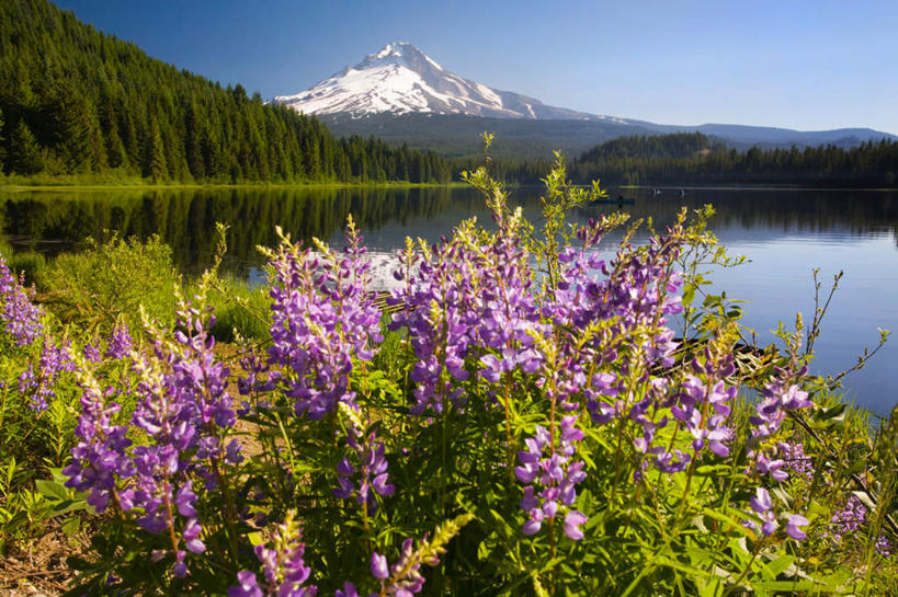 无人,横图,室外,白天,正面,旅游,度假,湖,湖泊,石头,美景,森林,山,树林,水,雪,雪山,植物,大雪,美国,阴影,波纹,盛开,光线,石子,影子,冰,湖面,积雪,景观,山峰,水流,水面,雪景,冬季,冬天,涟漪,山峦,花蕾,娱乐,花,花瓣,花朵,鲜花,树,树木,蓝色,绿色,倒影,蓝天,水纹,天空,阳光,自然,波浪,湖水,天,花苞,花蕊,享受,休闲,景色,放松,寒冷,生长,晴朗,成长,冰冷,倒映,北美,北美洲,自然风光,美洲,俄勒冈州,万里无云,俄勒冈,水晕,北亚美利加洲,亚美利加洲,严寒,冰凉,酷寒,凛冽,凛凛,极冷,落日之州,水獭之州,海狸州,反照,石块,岩石,晴空,晴空万里,彩图