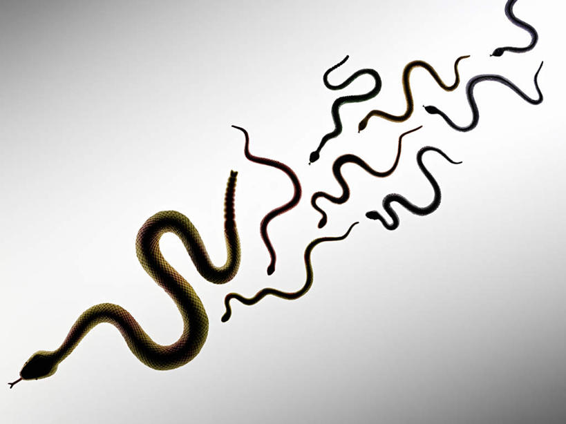 无人,横图,俯视,室内,特写,白天,白色背景,游戏,野生动物,静物,玩具,许多,爬行动物,蛇,很多,玩,娱乐,动物,休闲,益智,摄影,影棚,活动,发泄,消遣,智力,冷血动物,凶猛,脊椎动物,长虫,宣泄,残暴,凶残,玩耍,嬉戏,彩图,高角度拍摄,影棚拍摄,拍摄,冷血