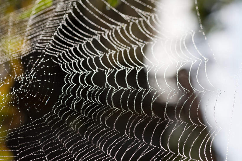 无人,横图,室外,特写,白天,正面,美景,植物,阴影,朦胧,模糊,光线,蜘蛛网,网,影子,景观,树,树木,绿色,阳光,自然,景色,生长,成长,蜘蛛丝,自然风光,蛛网,捕杀,猎取,蛛丝,彩图