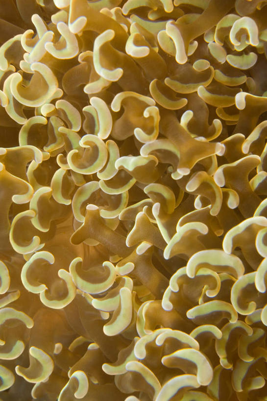 无人,竖图,室外,特写,白天,正面,海底,水下,海浪,海洋,美景,海葵,菲律宾,亚洲,许多,景观,浪花,水底,海洋生物,无脊椎动物,自然,海水,景色,海底世界,东南亚,腔肠动物,自然风光,海景,菲律宾共和国,大海,风浪,海,海床,海水的波动,近岸浪,涌浪,半身,彩图