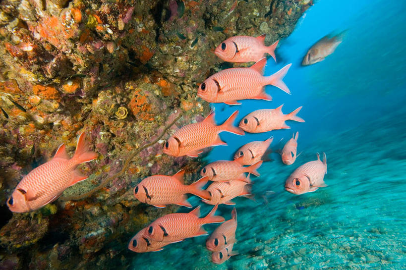 游泳,无人,横图,室外,白天,正面,旅游,度假,海底,水下,海浪,海洋,石头,美景,泰国,亚洲,许多,阴影,光线,鱼,石子,影子,景观,浪花,水底,注视,娱乐,鱼类,普吉岛,海洋生物,无脊椎动物,阳光,自然,海水,观察,看,享受,休闲,景色,放松,海底世界,东南亚,观看,腔肠动物,察看,关注,自然风光,水生动物,水生物,海景,海底动物,泰王国,泅水,普吉,珊瑚虫,拍浮,大海,风浪,海,海床,海水的波动,近岸浪,石块,岩石,涌浪,彩图,全身,斯米兰群岛