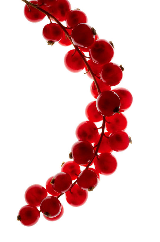 无人,竖图,俯视,室内,特写,白天,白色背景,浆果,水果,一串,许多,阴影,新鲜,反射,影子,生食,食品,果实,食物,红色,摄影,有机食品,绿色食品,影棚,曼越桔,蔓越橘,小红莓,酸莓,彩图,高角度拍摄,影棚拍摄,拍摄