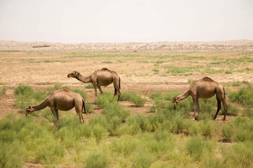 无人,走,横图,室外,白天,侧面,旅游,度假,草地,草坪,美景,植物,野生动物,乌兹别克斯坦,亚洲,三只,地平线,景观,辽阔,地面,注视,娱乐,骆驼,草,蓝色,绿色,蓝天,天空,自然,动物,天,低头,观察,看,享受,休闲,广阔,景色,放松,运输,晴朗,观看,一望无际,察看,中亚,关注,自然风光,延伸,万里无云,沙漠之舟,天地相交,单峰骆驼,无边无际,一马平川,乌兹别克斯坦共和国,撒马尔罕,撒马尔罕州,晴空,晴空万里,步行,散步,走路,彩图,全身