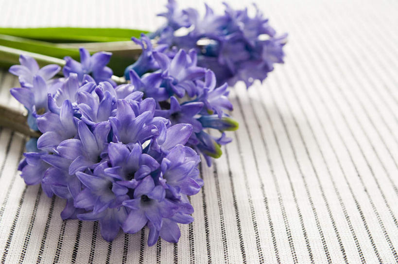 无人,横图,俯视,室内,特写,白天,爱情,地板,风信子,阴影,朦胧,模糊,盛开,反射,影子,地面,花蕾,木地板,花,花瓣,花朵,鲜花,两朵,紫色,花苞,花蕊,悲伤,喜悦,风信花,怀念,悲哀,彩图,高角度拍摄