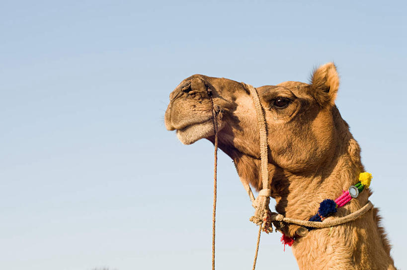 头,无人,站,横图,室外,特写,白天,侧面,美景,野生动物,印度,亚洲,阴影,光线,影子,景观,注视,骆驼,一只,蓝色,蓝天,天空,阳光,自然,动物,绳子,天,观察,看,站着,景色,运输,晴朗,观看,绳索,察看,关注,自然风光,南亚,万里无云,沙漠之舟,拉贾斯坦邦,拉贾斯坦,印度共和国,普什卡,双峰骆驼,头部,晴空,晴空万里,站立,半身,彩图