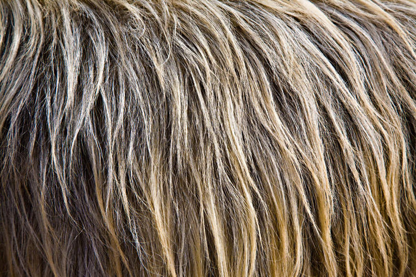 无人,横图,室外,特写,白天,正面,阴影,反射,纹路,纹理,影子,棕色,皮毛,毛发,肌理,彩图