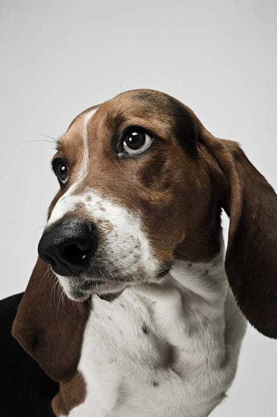 头,无人,竖图,室内,特写,白天,白色背景,正面,宠物,狗,注视,一只,动物,观察,看,可爱,摄影,影棚,牧羊犬,观看,察看,德国牧羊犬,关注,忠诚,德国狼犬,黑背,头部,犬,半身,彩图,影棚拍摄,拍摄