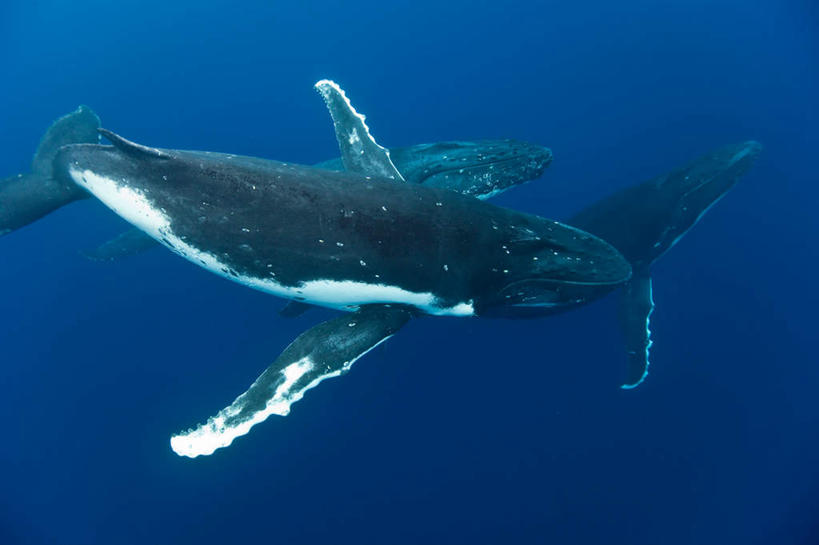 游泳,无人,横图,俯视,室外,白天,旅游,度假,海底,水下,美景,哺乳动物,鲸鱼,汤加,景观,水底,注视,娱乐,海洋生物,一只,自然,动物,观察,看,享受,休闲,景色,放松,海底世界,鲸,座头鲸,观看,察看,关注,自然风光,水生动物,大洋洲,水生物,海底动物,泅水,鲸类,大翅鲸,巨臂鲸,锯臂鲸,驼背鲸,拍浮,汤加王国,友爱群岛,海床,彩图,高角度拍摄,全身