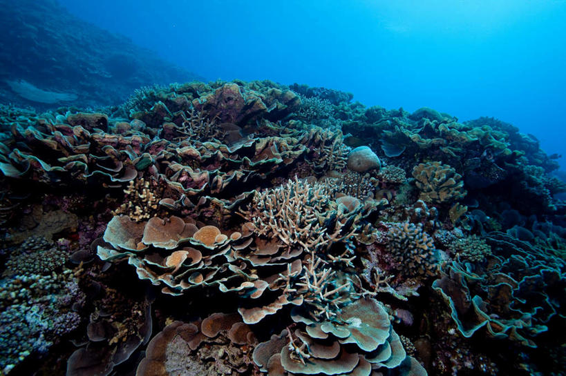 无人,学校,横图,室外,白天,正面,旅游,度假,海底,水下,美景,汤加,景观,水底,娱乐,校园,海洋生物,无脊椎动物,自然,享受,休闲,教室,景色,放松,海底世界,腔肠动物,自然风光,大洋洲,珊瑚虫,汤加王国,友爱群岛,海床,彩图,全身