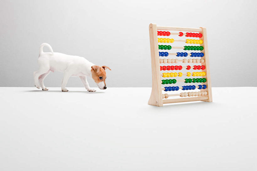 无人,站,横图,室内,白天,白色背景,侧面,算盘,宠物,狗,阴影,古老,反射,计算,科学,影子,办公用品,杰克罗素梗,注视,文化,传统,一个,一只,动物,低头,观察,看,站着,可爱,理财,财务,摄影,影棚,单个,观看,察看,关注,数学,忠诚,垂头,帕尔森罗塞尔梗,杰克拉西尔梗,杰克.拉瑟梗,珠算,犬,站立,彩图,全身,影棚拍摄,拍摄