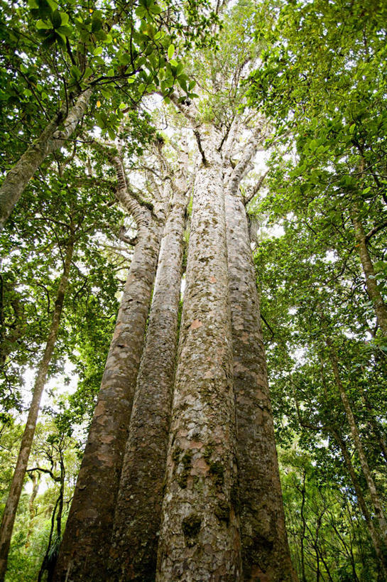 无人,竖图,室外,白天,仰视,旅游,度假,美景,森林,树林,植物,新西兰,景观,娱乐,树,树木,绿色,自然,享受,休闲,景色,放松,生长,成长,自然风光,大洋洲,纽西兰,长白云之乡,彩图,低角度拍摄