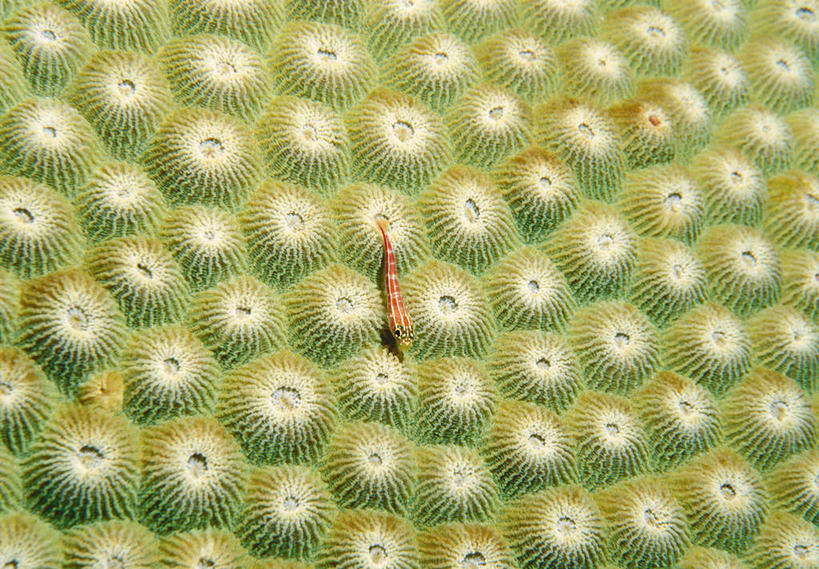 海鲜,无人,横图,俯视,室外,白天,旅游,度假,海底,水下,美景,鱼,景观,水底,娱乐,水产,鱼类,海洋生物,无脊椎动物,自然,享受,休闲,景色,放松,海底世界,腔肠动物,自然风光,水生动物,海产品,水生物,海底动物,珊瑚虫,海床,彩图,高角度拍摄,全身