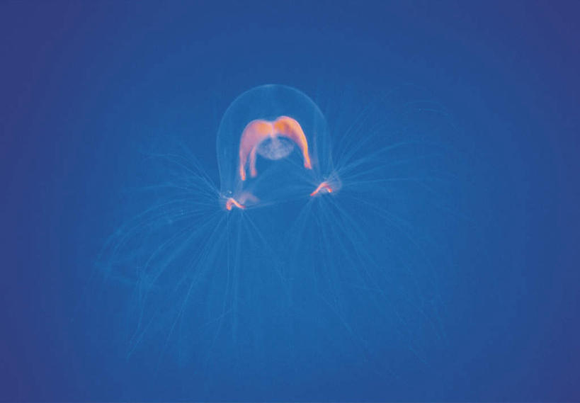 无人,横图,室外,白天,正面,旅游,度假,海浪,海洋,美景,景观,浪花,美丽,娱乐,海洋生物,无脊椎动物,一只,自然,海水,享受,休闲,景色,放松,自然风光,水生动物,浮游动物,水生物,凶猛,海景,海底动物,大海,风浪,海,海水的波动,近岸浪,涌浪,水母,彩图,全身